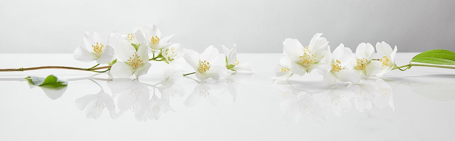 Jasminblüten